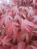 JAVOR DLANITOLISTÝ - Acer palmatum ´Atropurpureum´