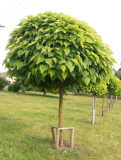 KATALPA , km 120 cm - Catalpa bignonioides ´Nana´