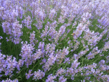 LEVANDULE MODRÁ - Lavandula angustifolia 