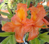 AZALKA ORANŽOVÁ - Azalea ´Gibraltar 