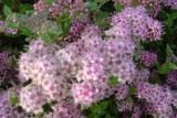 TAVOLNÍK JAPONSKÝ - Spiraea japonica ´Little Princess´