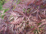 JAVOR - Acer palmatum ´Dissectum Garnet´