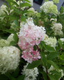 HORTENZIE LATNATÁ - Hydrangea paniculata ´Vanille Fraise´